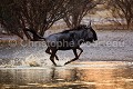 Wildebeest at water hole