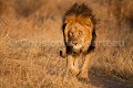 Lion du Kalahari