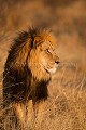 Kalahari Lion