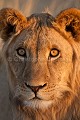 Jeune lion du Kalahari