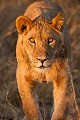 Jeunes lions du Kalahari