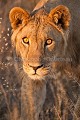 Jeune lion du Kalahari