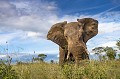 Elphant d'Afrique charge d'intimidation