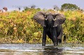 Elphant d'Afrique
