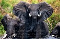 Elphant d'Afrique