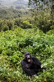 Gorille de montagne - Dos argent