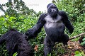 Mountain Gorilla - silver Back
