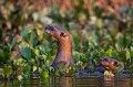 Amazonian Otters