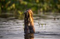 Amazonian Otter