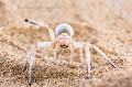 Cartwheeling Spider