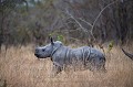 Rhinoceros blanc