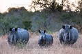Rhinoceros blanc