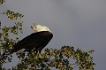 Fish Eagle Calling from a tree
