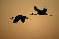 Wattled Crane Pair Flying