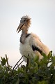 Marabou Stork Juvenile