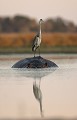 Grey Heron, Fishing on top of a hippo, at down