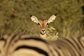 Tete d'impala parmi un troupeau de zebres.