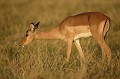 Impala femelle