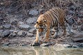 Tigre du bengale au bord d'un point d'eau