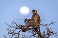 Entelle Langur profitant des derniers rayons du soleil devant la pleine lune en Inde