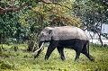 Éléphant d'Asie à Kaziranga en Inde