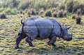 Rhinoceros indien mâle dans le parc de Kaziranga en Inde