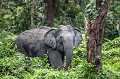 Éléphant d'Asie dans la forêt de Kaziranga en Inde