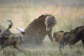 Wild Dogs Fighting against Hyaena.