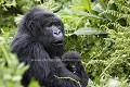 Gorille de montagne, femelle et son tout jeune gorillon dans les bras.