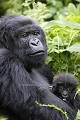 Mountain Gorilla Female and her infant