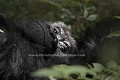 Gorille de montagne, grand mle dominant dit 