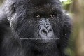 Gorille de montagne, portrait d'une Femelle en fort