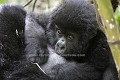 Infant Mountain Gorilla suckling Milk.