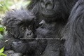 Mountain Gorilla, infant in his Mother's Arms.