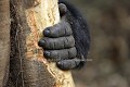 Hand of Mountain Gorilla