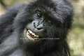 Mountain Gorilla, Young Male playing
