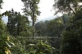 Pristine Rain Forest of Nyungwe