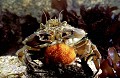 Crabe vert femelle et ses oeufs