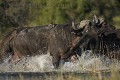 Buffalos crossing a lagoon