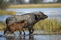 Buffalos crossing a lagoon in Botswana