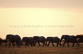 Troupeau d'lphants dans le desert du Kalahari.