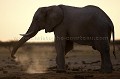 Elephant playing with dust.