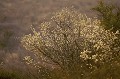 Buisson du desert du Kalahari en fleur.