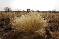 Vgtation du dsert du Kalahari