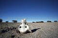 Remain of a Skeletton on the Salty Ground of the Kalahari Desert.