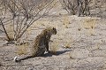 Lopard male