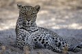 Lopard jeune male  l'ombre d'un buisson dans le dsert du Kalahari