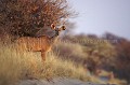 Grand Kudu Femelle au petit matin