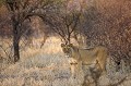 Black Manned Kalahari Lion : Lioness coming out the thickets for only a couple of seconds...