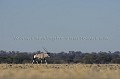 Oryx dans le Kalahari